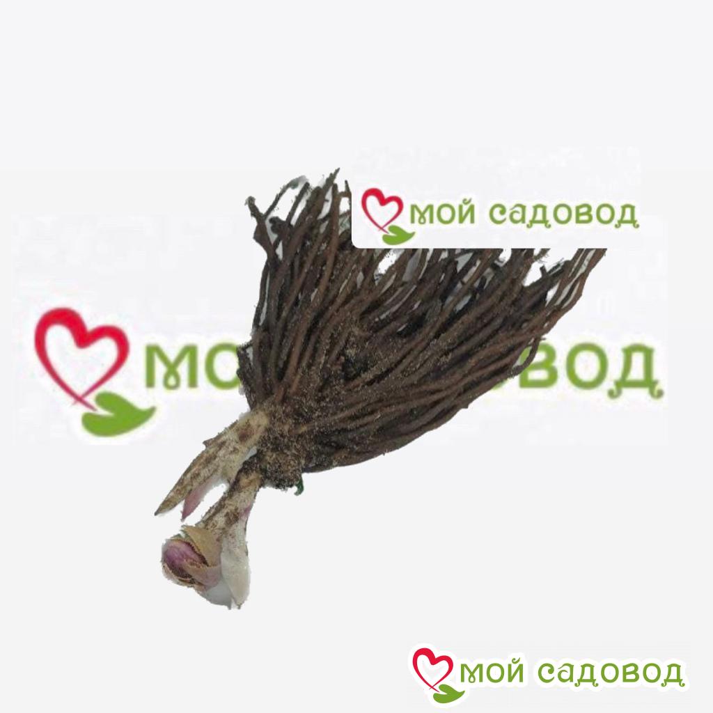 Морозник Зеленый Неон